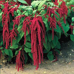 Amaranth